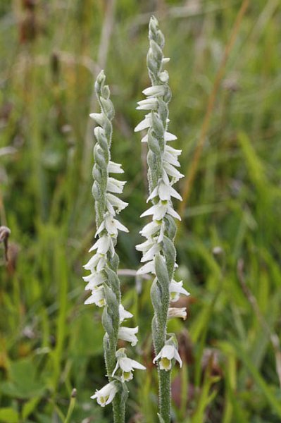 Spiral Flowers